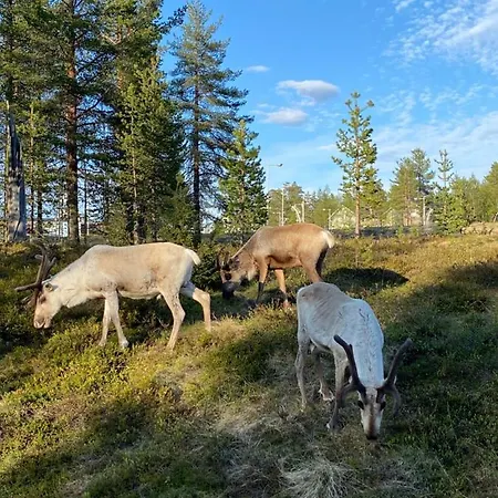 Haukka 别墅