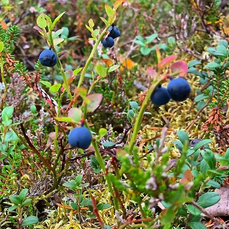 Villa Haukka Saariselka