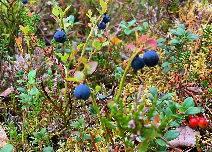 Villa Haukka Saariselkä